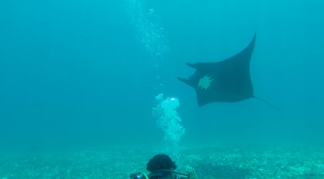 Manta Video Screenshot