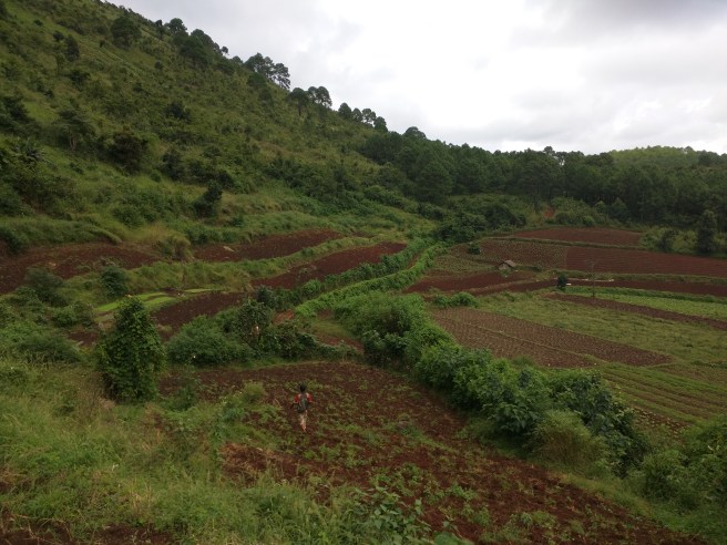 A local farmer walked us thourgh his carrot beds walking us around a mud bog. RIght before we realized what we were in for.