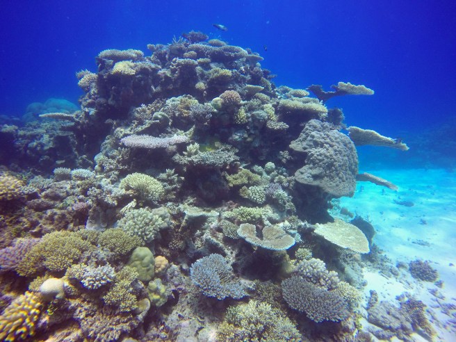 GBR_coral_jutting_out