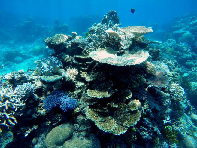 GBR_coral_pyramid