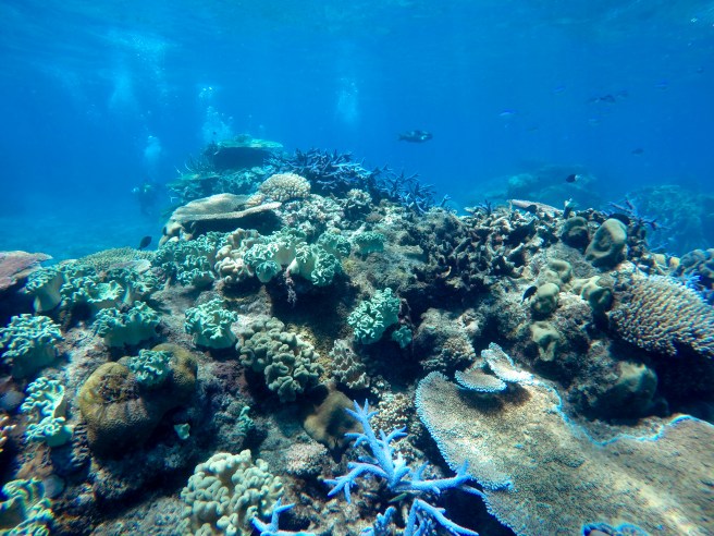 GBR_coral_shot_bubbles_background