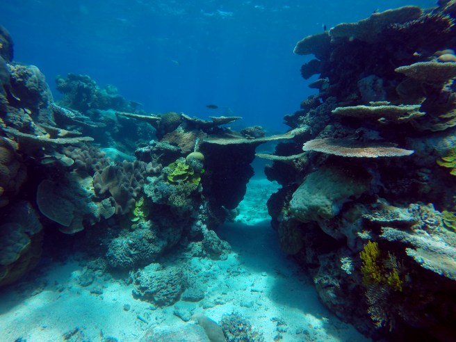 GBR_coral_tunnel