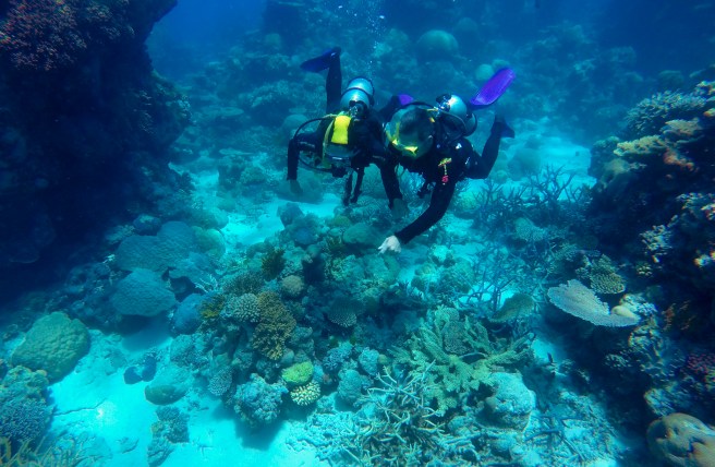 GBR_john_sandy_diving