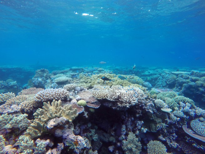 GBR_top_coral_wall