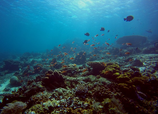 Sipidan_coral_fish_school