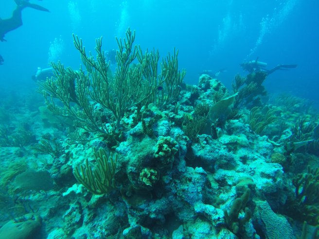 DCIM100GOPROG0010591.