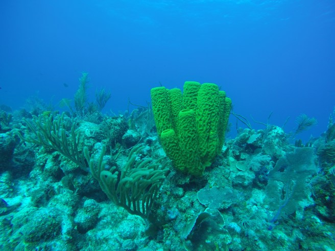 DCIM100GOPROGOPR0550.