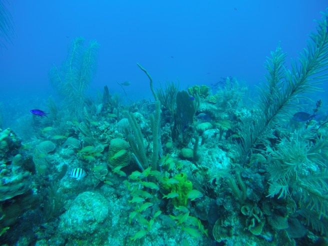 DCIM100GOPROGOPR0562.